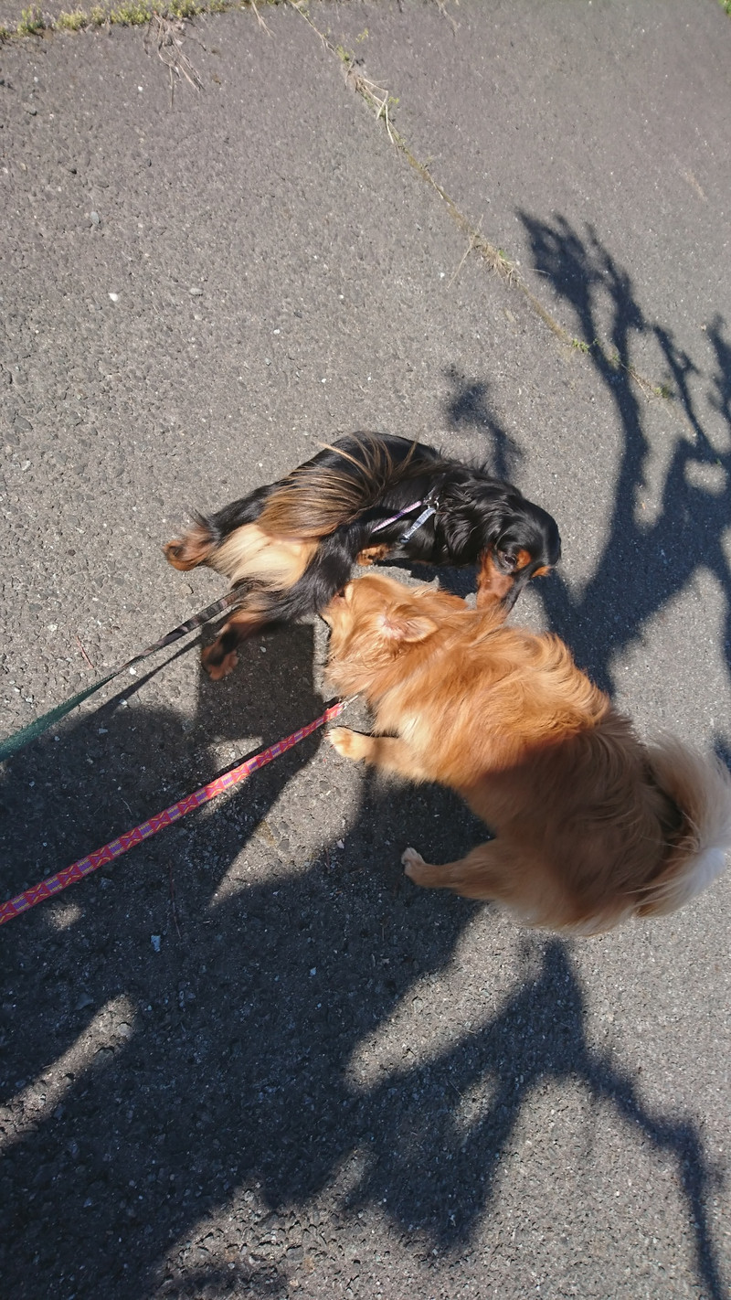 MIXのハッピーちゃん お泊まりの様子