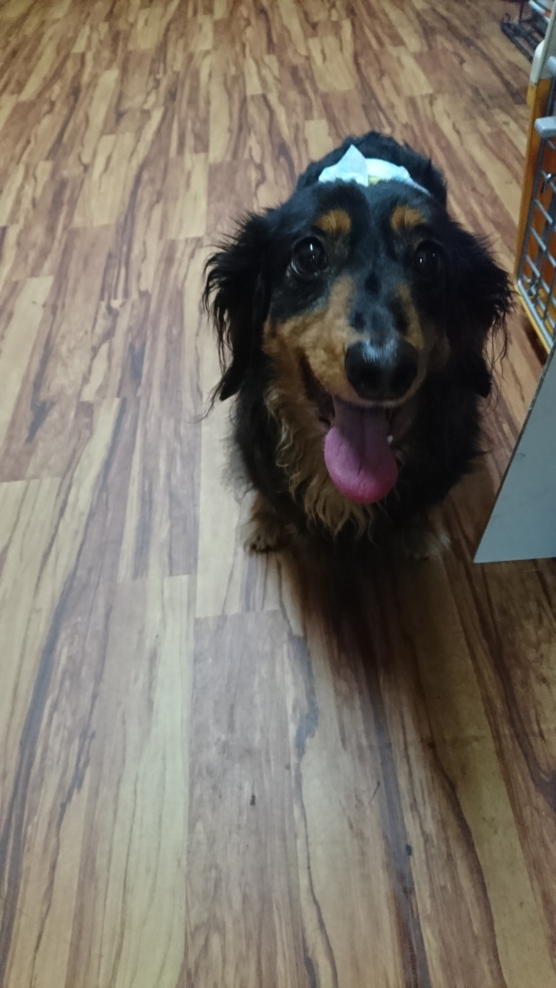 ダックスのヤマトちゃん&ケントちゃん お泊まりの様子