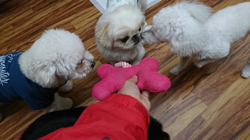 プードルのここちゃん お泊まりの様子