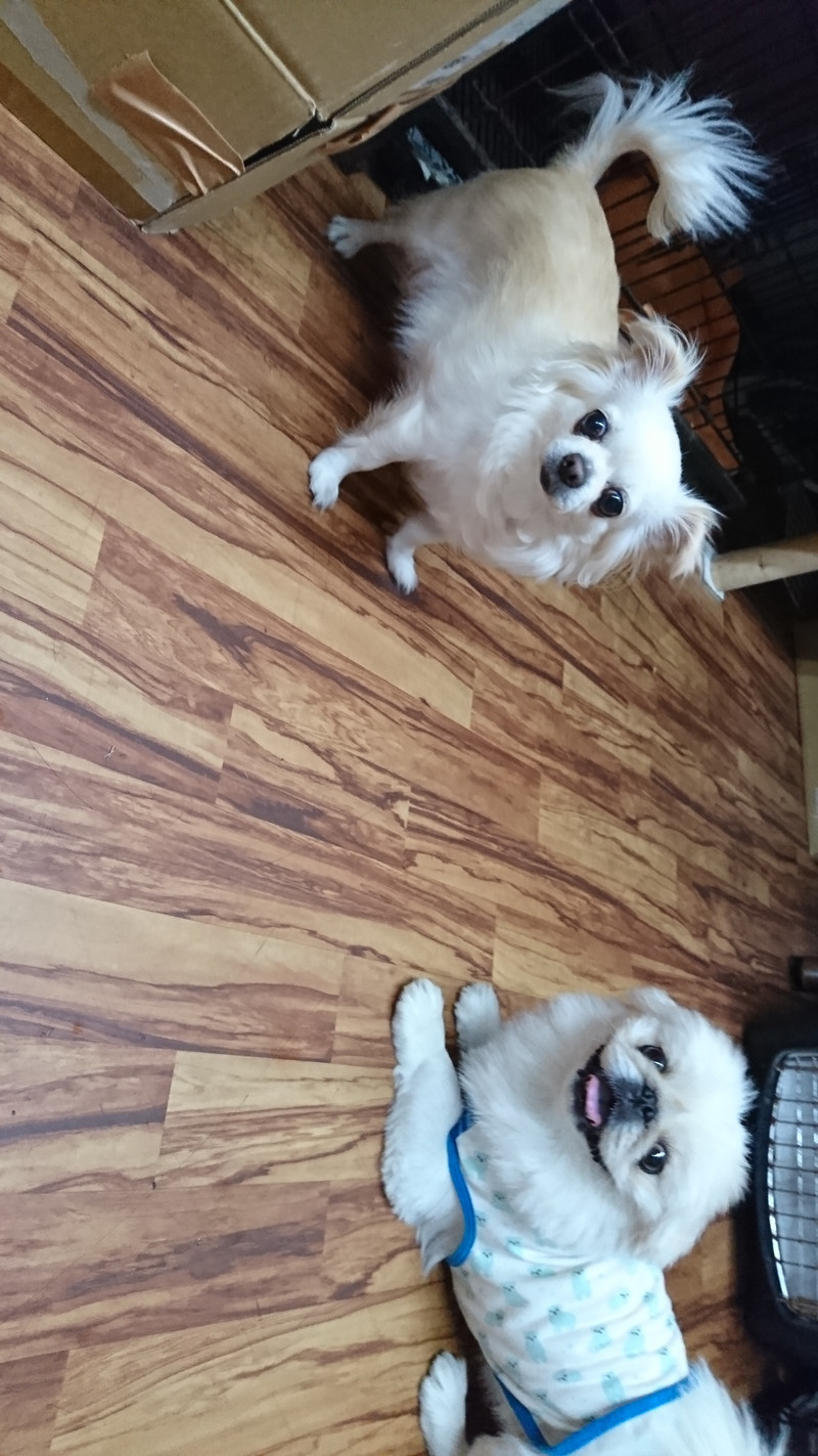 チワワのジョックちゃん お泊まりの様子