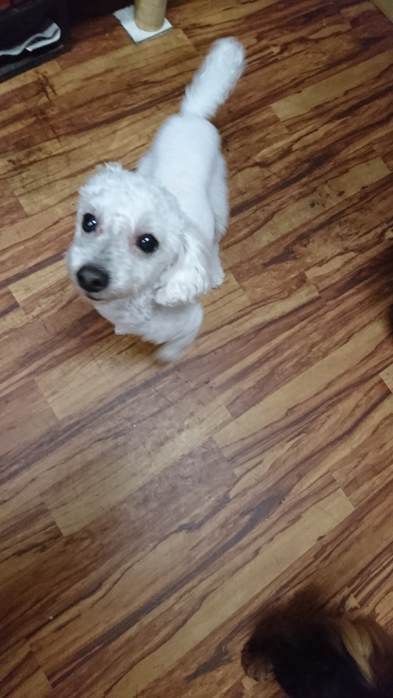 プードルのここちゃん お泊まりの様子