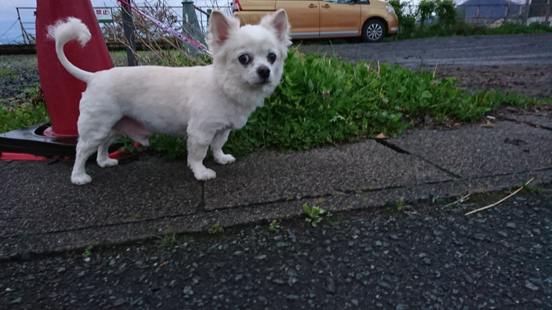 チワワのエルちゃん お泊まりの様子