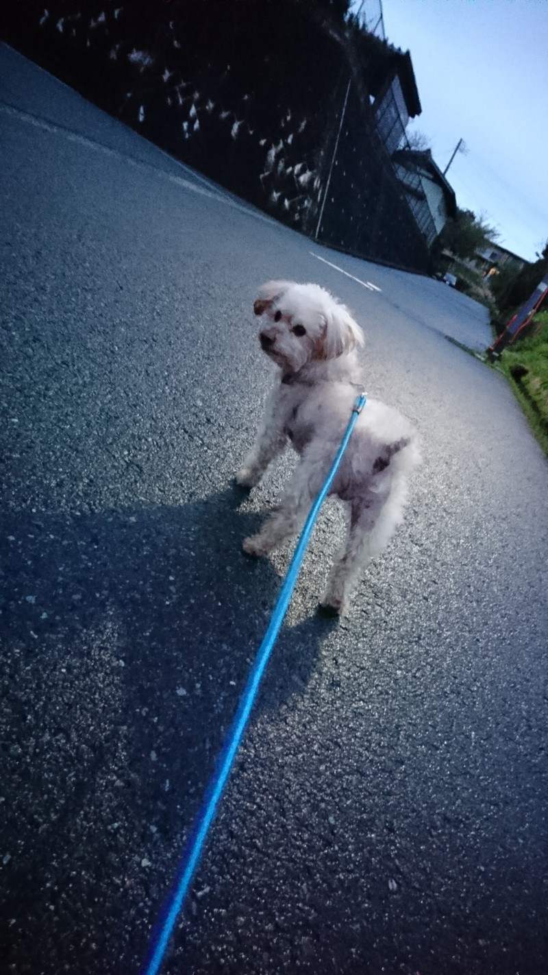 プードルのリオンちゃん お泊まりの様子