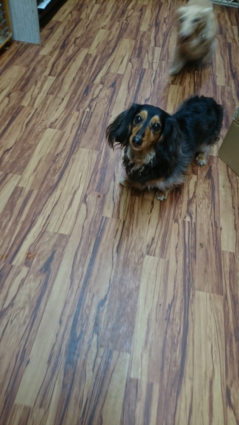 ダックスのクッキーちゃん&ミルクちゃん お泊まりの様子