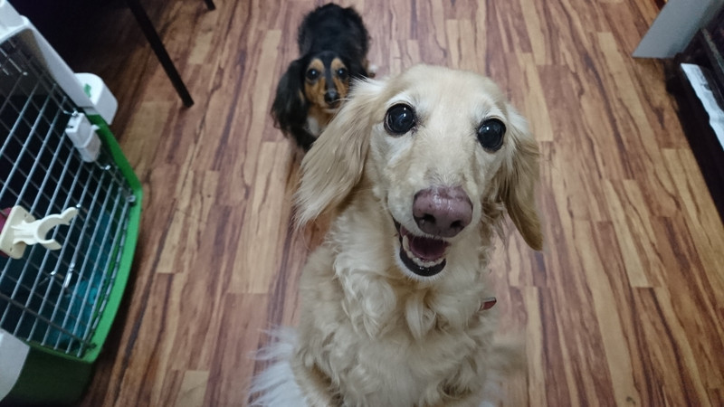 ダックスのクッキーちゃん&ミルクちゃん お泊まりの様子
