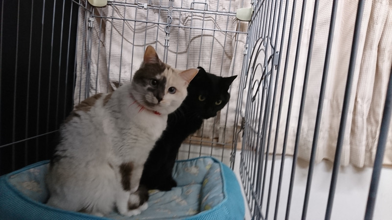 猫のルナちゃん&アルちゃん お泊まりの様子