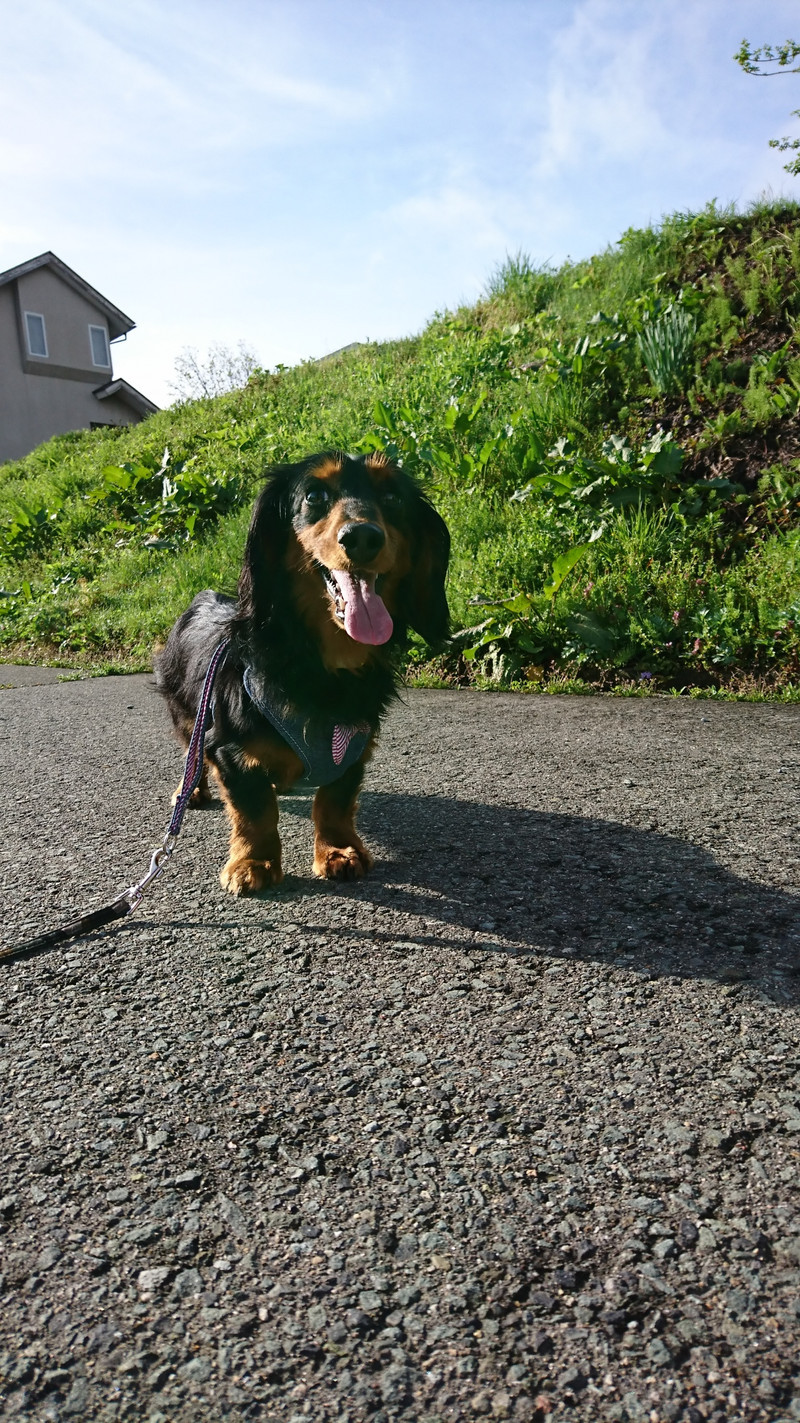ダックスのルルちゃん お泊まりの様子