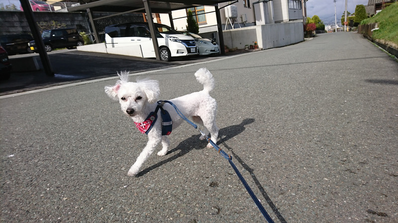 プードルのここちゃん お泊まりの様子