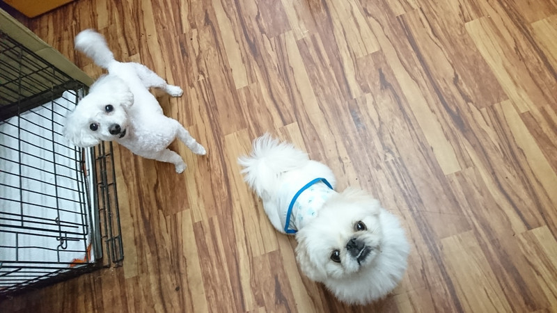 ペキニーズのこたちゃん お泊まりの様子