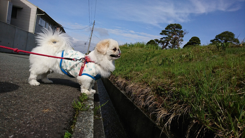 ペキニーズのこたちゃん お泊まりの様子