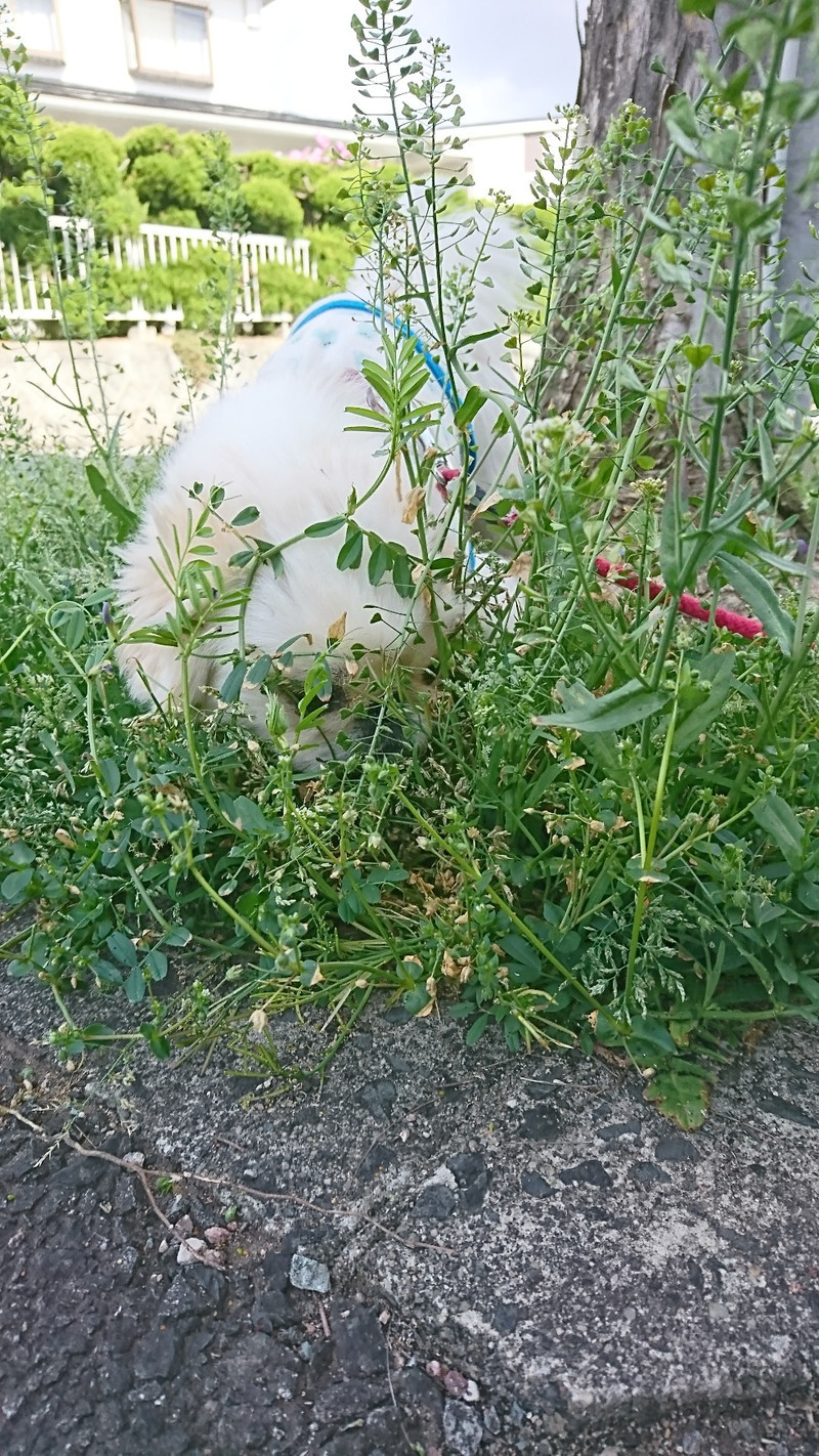ペキニーズのこたちゃん お泊まりの様子