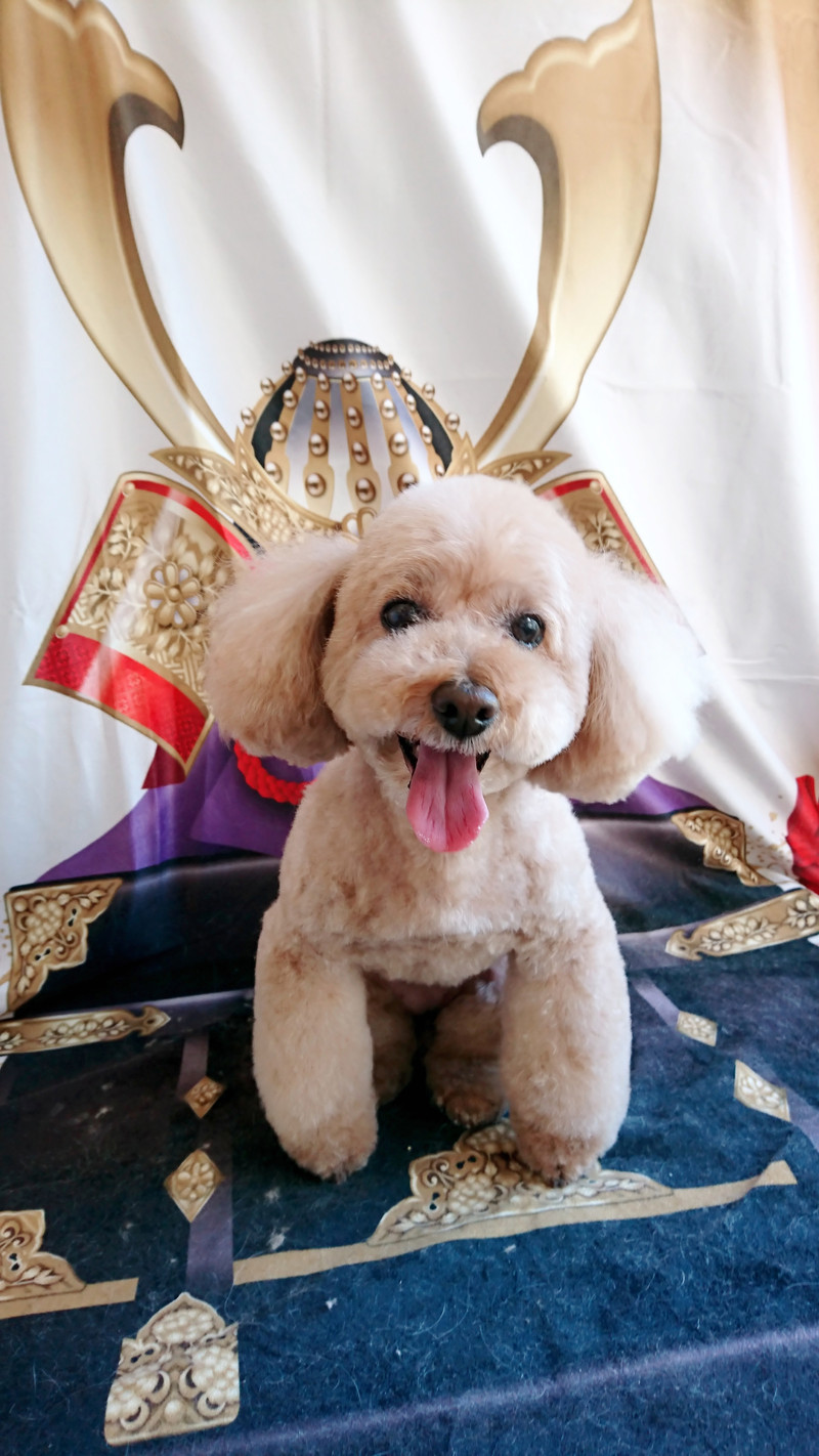 プードルのフランちゃん トリミングコース