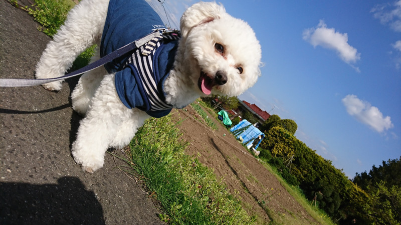 プードルの白玉ちゃん お泊まりの様子