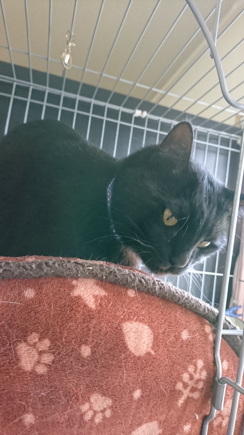 猫のルナちゃん&アルちゃん お泊まりの様子