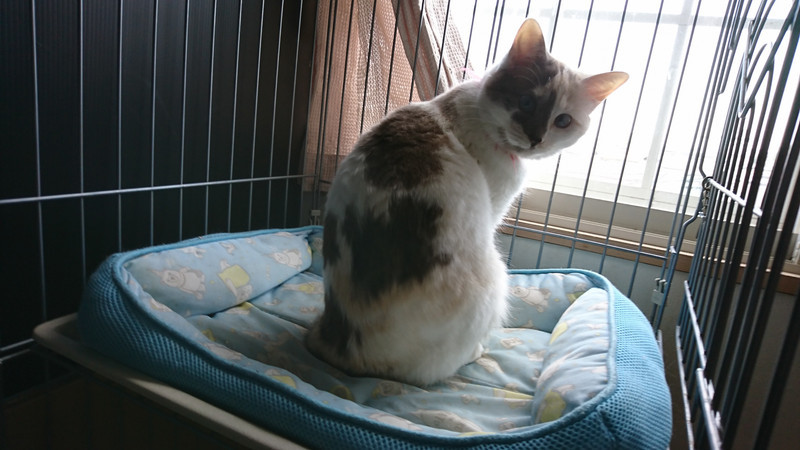 猫のルナちゃん&アルちゃん お泊まりの様子