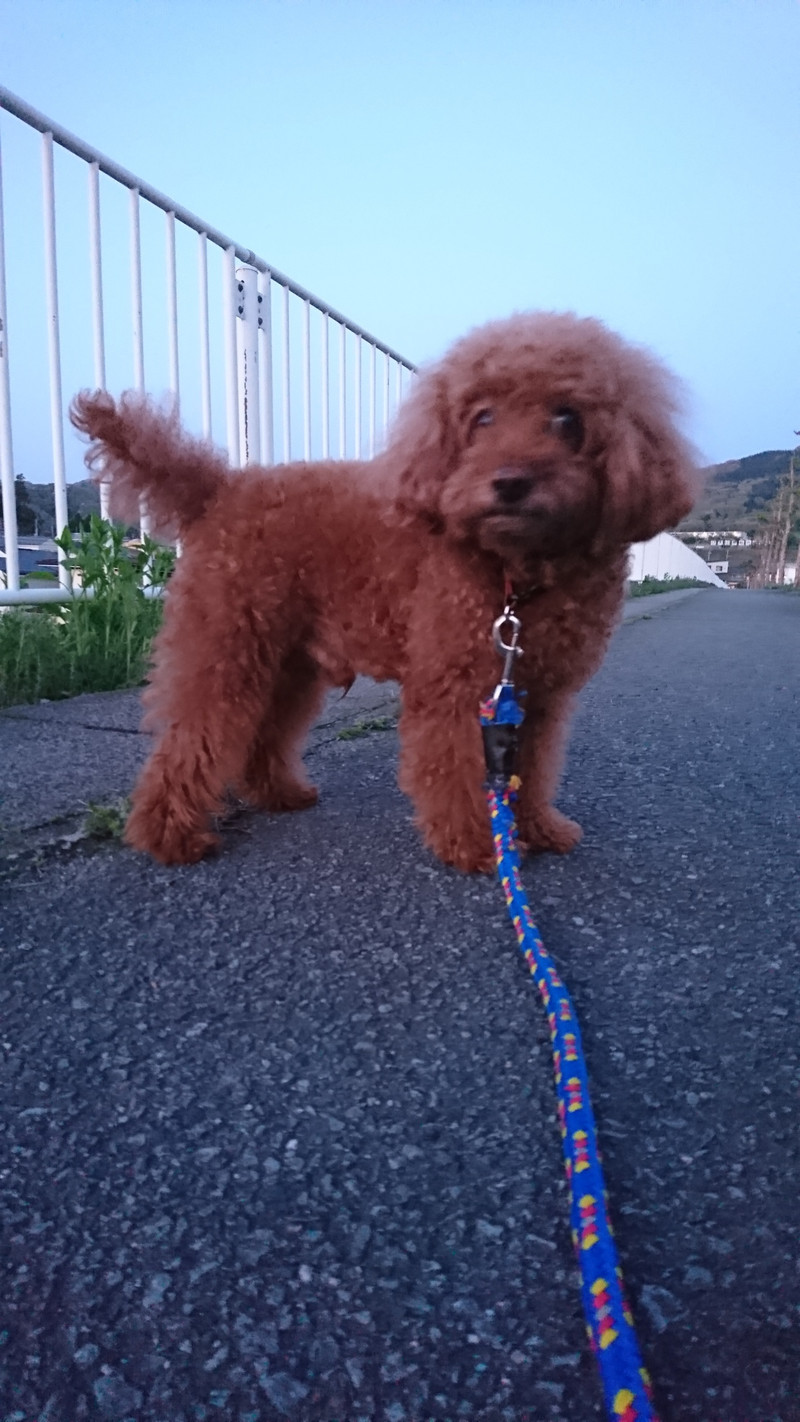 プードルのメイプルちゃん お泊まりの様子