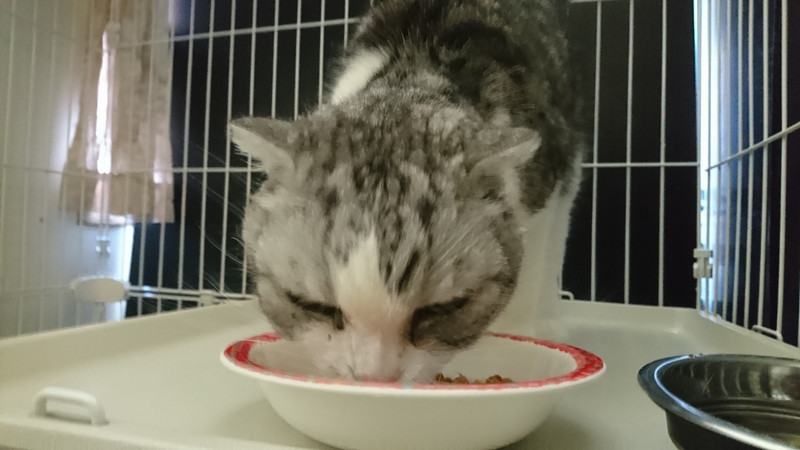 猫のチャミちゃん&チャオちゃん お泊まりの様子