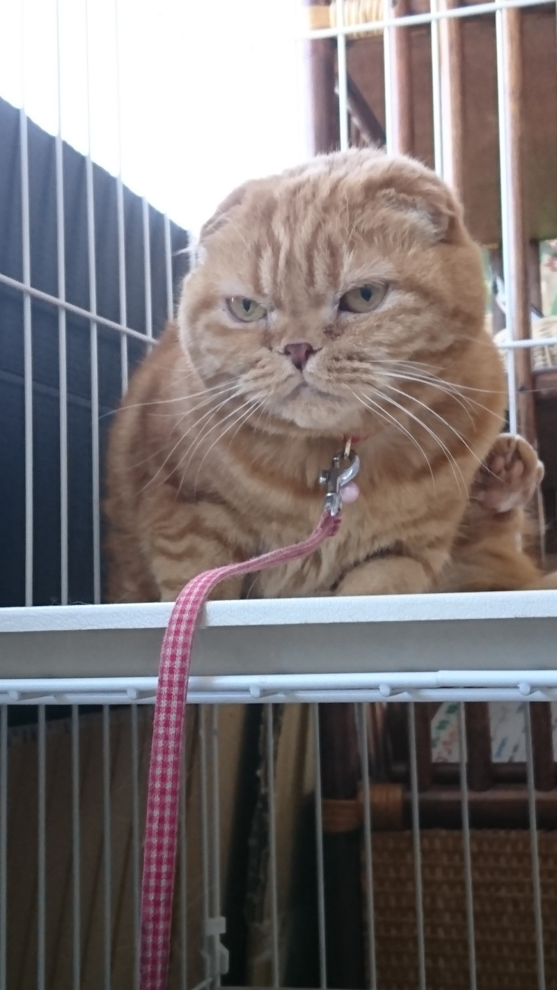 猫のチャミちゃん&チャオちゃん お泊まりの様子