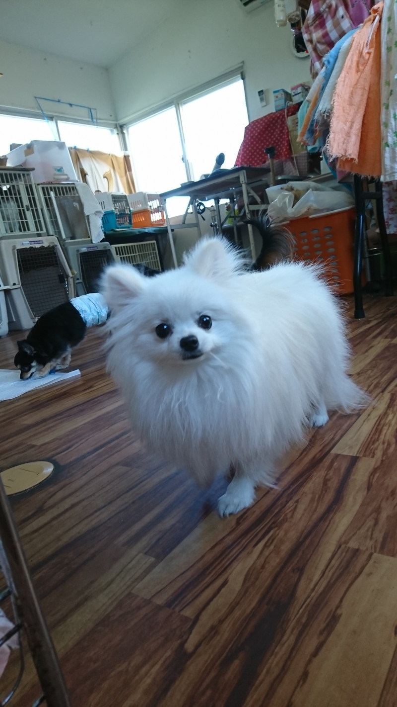 ポメラニアンのルルちゃん お泊まりの様子