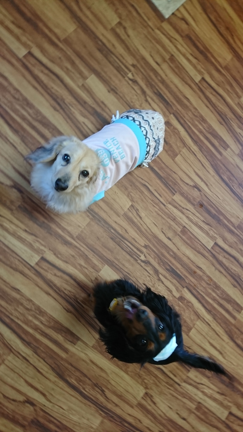 ダックスのチョコちゃん お泊まりの様子