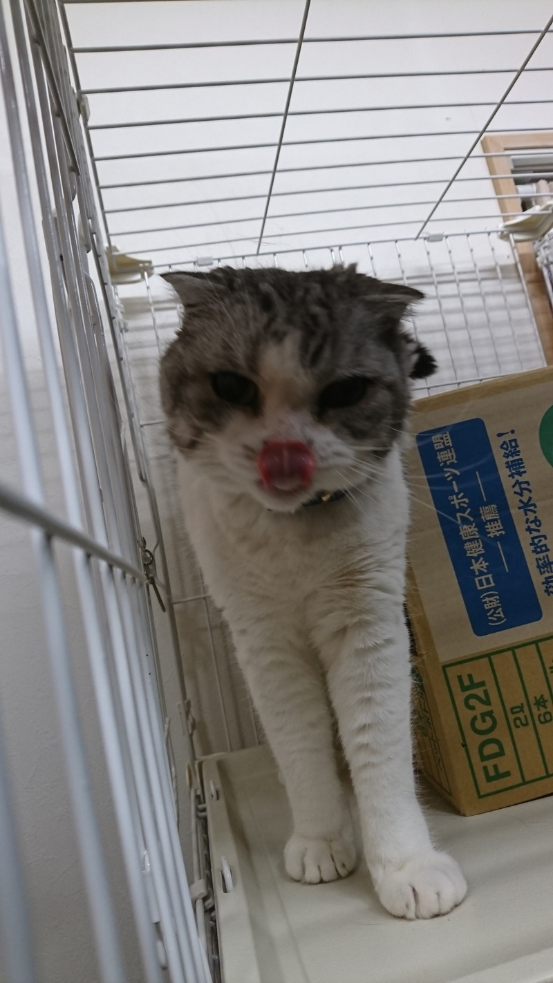 猫のチャミちゃん&チャオちゃん お泊まりの様子