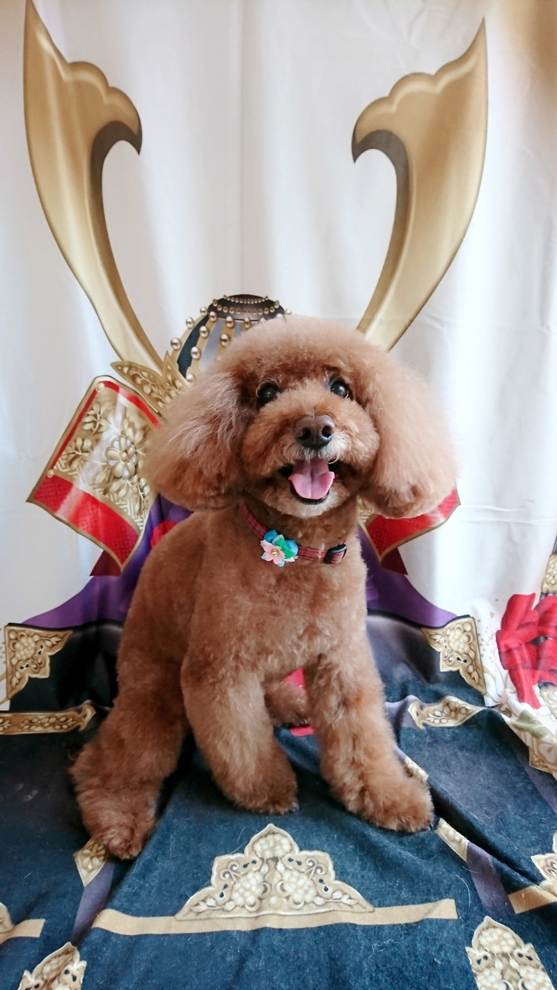 プードルのメイプルちゃん トリミングコース