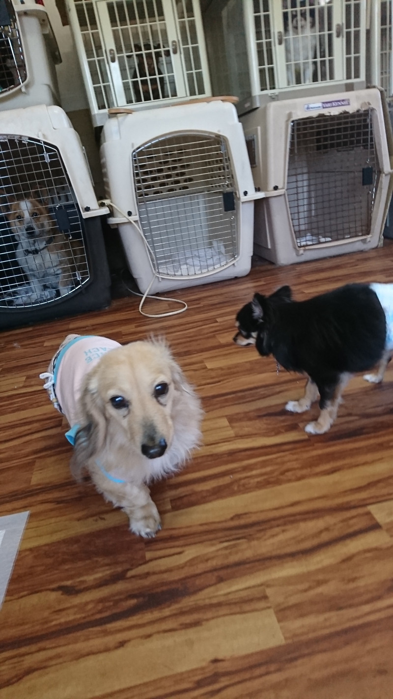 ダックスのチョコちゃん お泊まりの様子