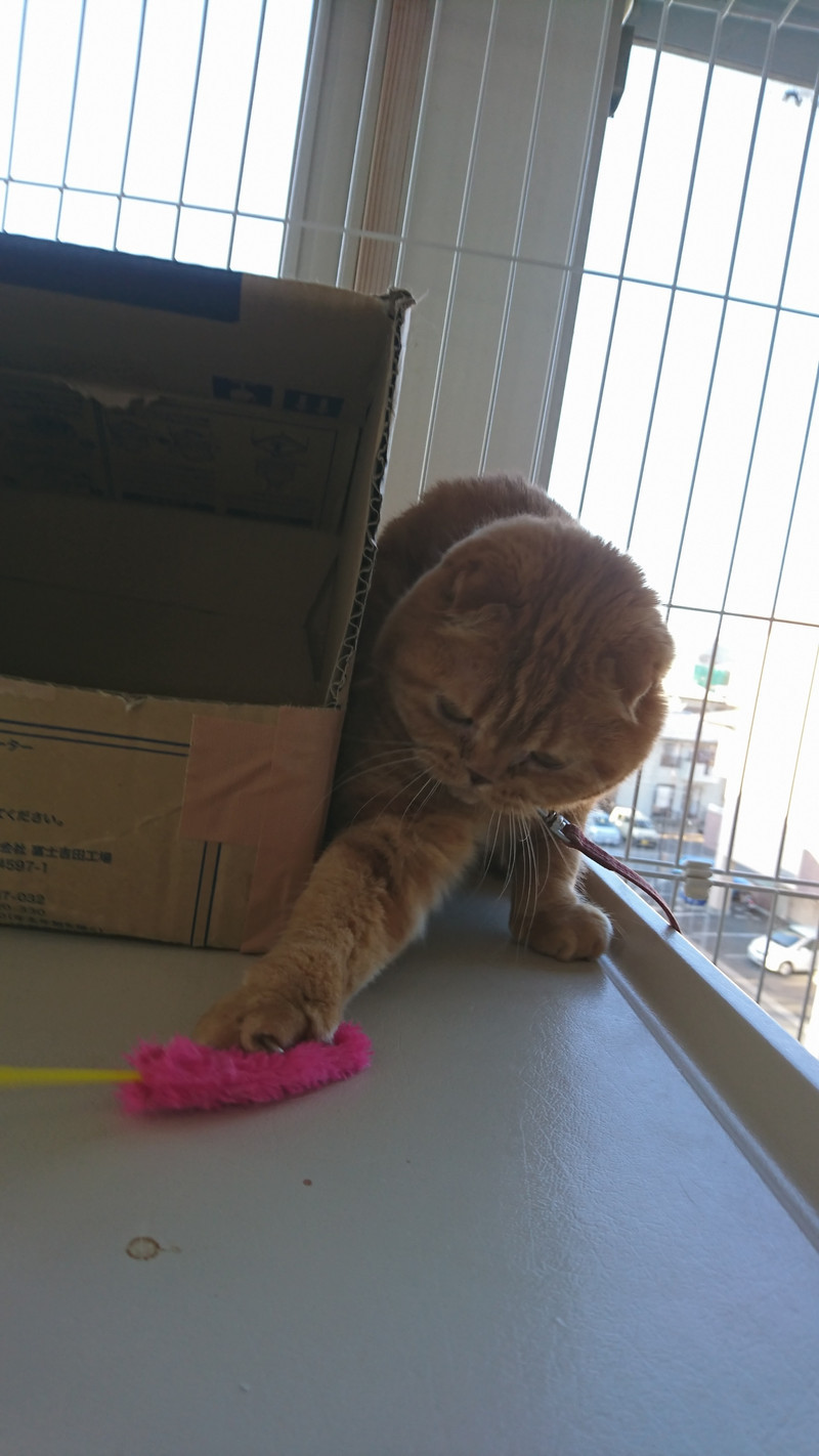 スコティッシュのチャミちゃん＆チャオちゃん お泊まりの様子