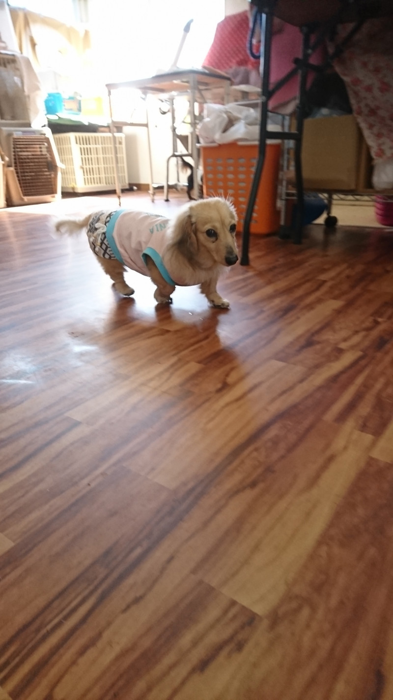 ダックスのチョコちゃん お泊まりの様子