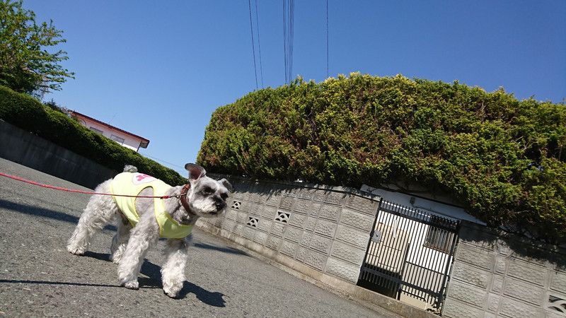 シュナウザーのシュシュちゃん トリミングコース