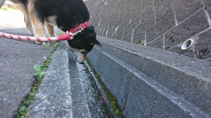 柴のムックちゃんお泊まりの様子