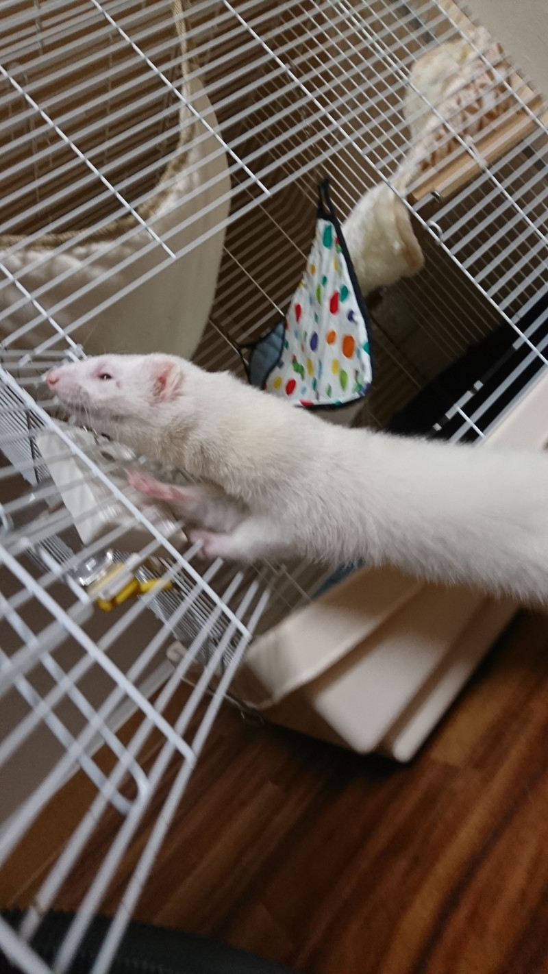 フェレットの梅雨ちゃん お泊まりの様子