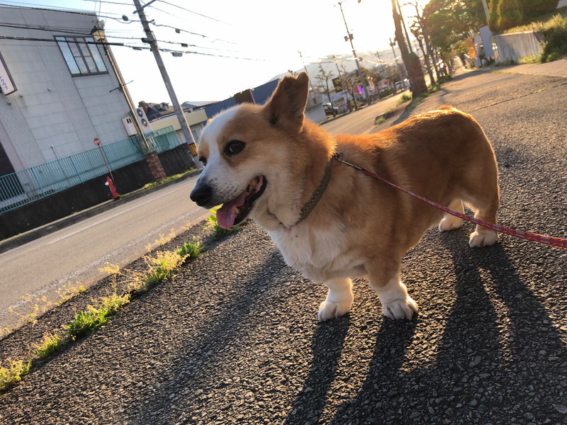 コーギー ロビーちゃん お泊まりの様子
