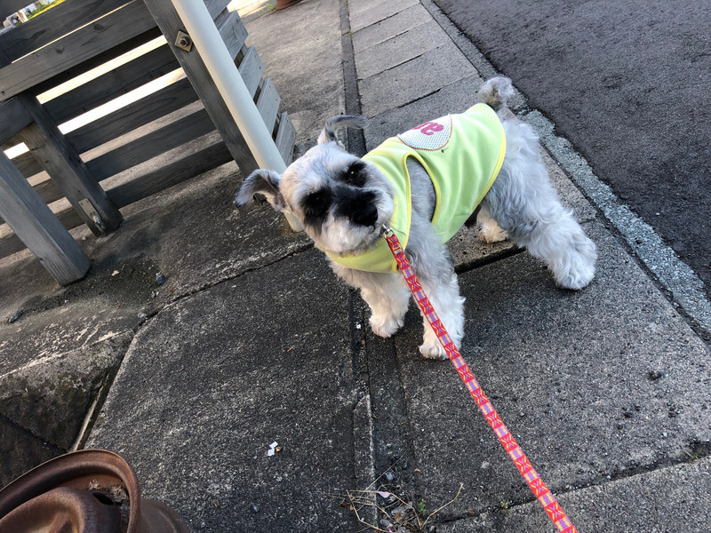 シュナウザー シュシュちゃん お泊まりの様子