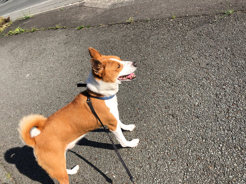 バセンジー カーネルちゃん お泊まりの様子