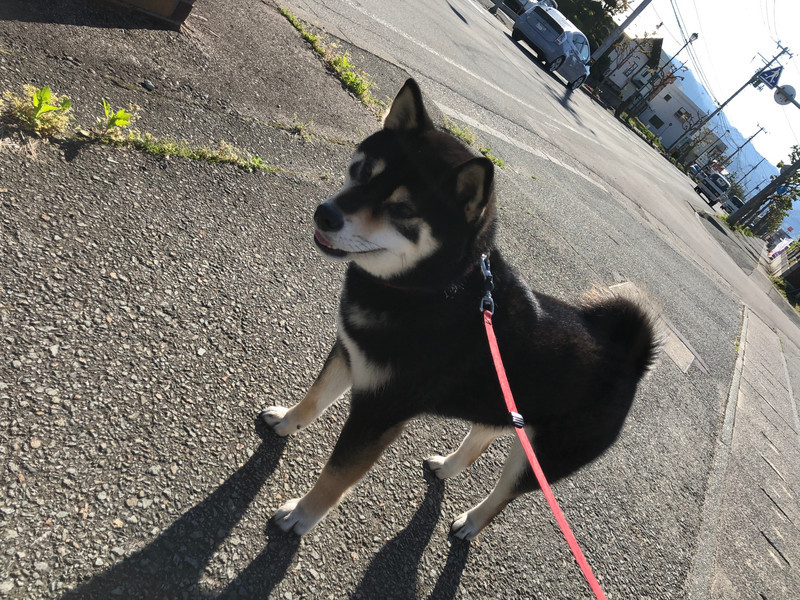 柴犬 ムックちゃん お泊まりの様子