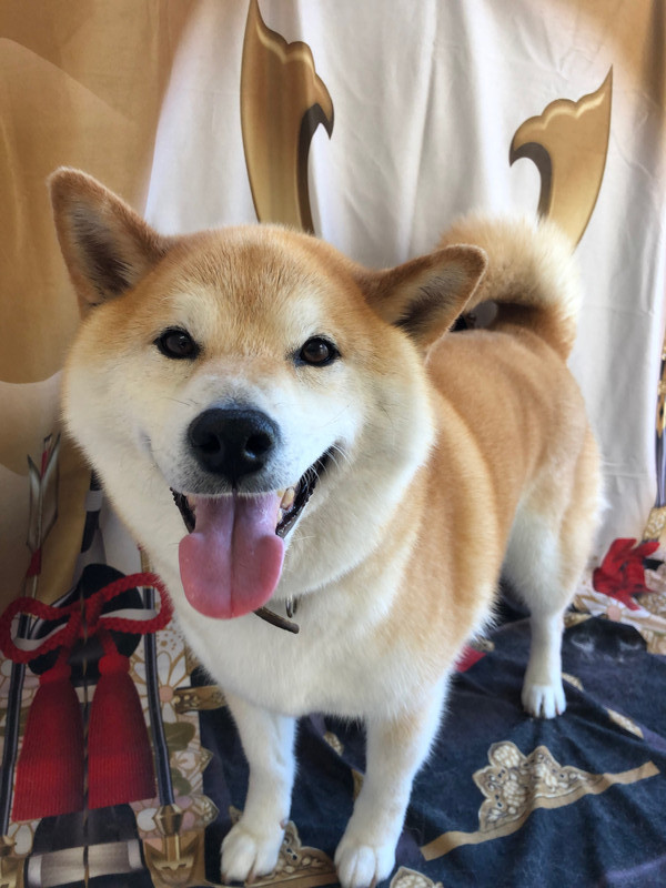 柴犬 りゅうちゃん グルーミングコース