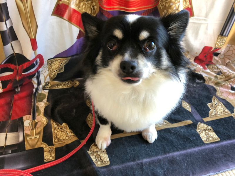 チワワ まるおちゃん グルーミングコース