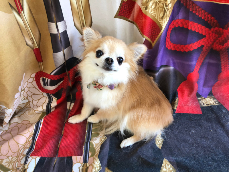 チワワ ちよちゃん グルーミングコース