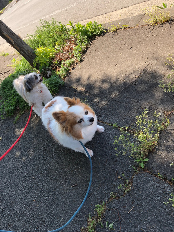 パピヨンMIX メイちゃんパズちゃん お泊まりの様子