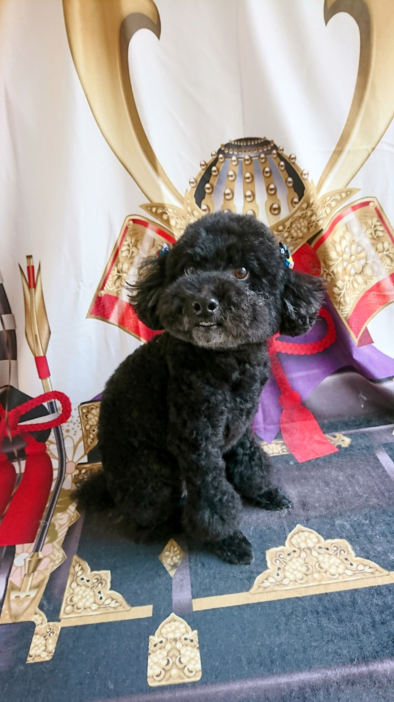 プードルのクールちゃん グルーミングコース