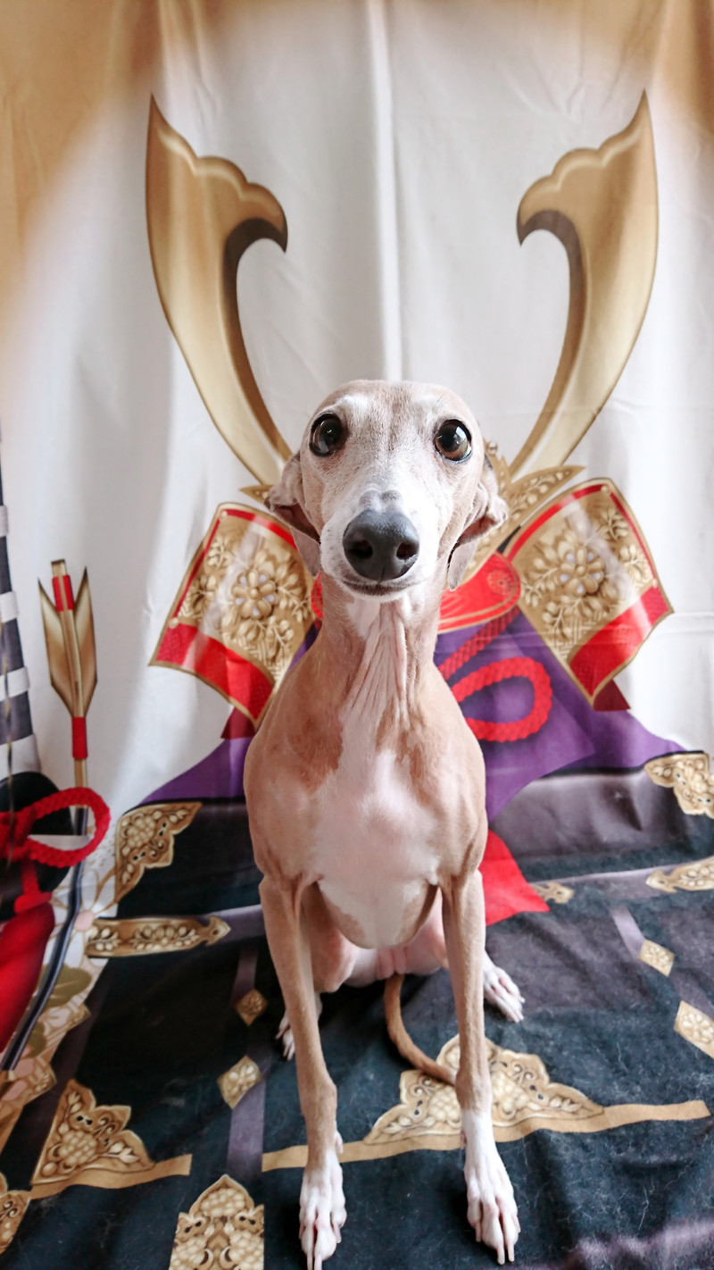 イタグレのティノちゃん グルーミングコース