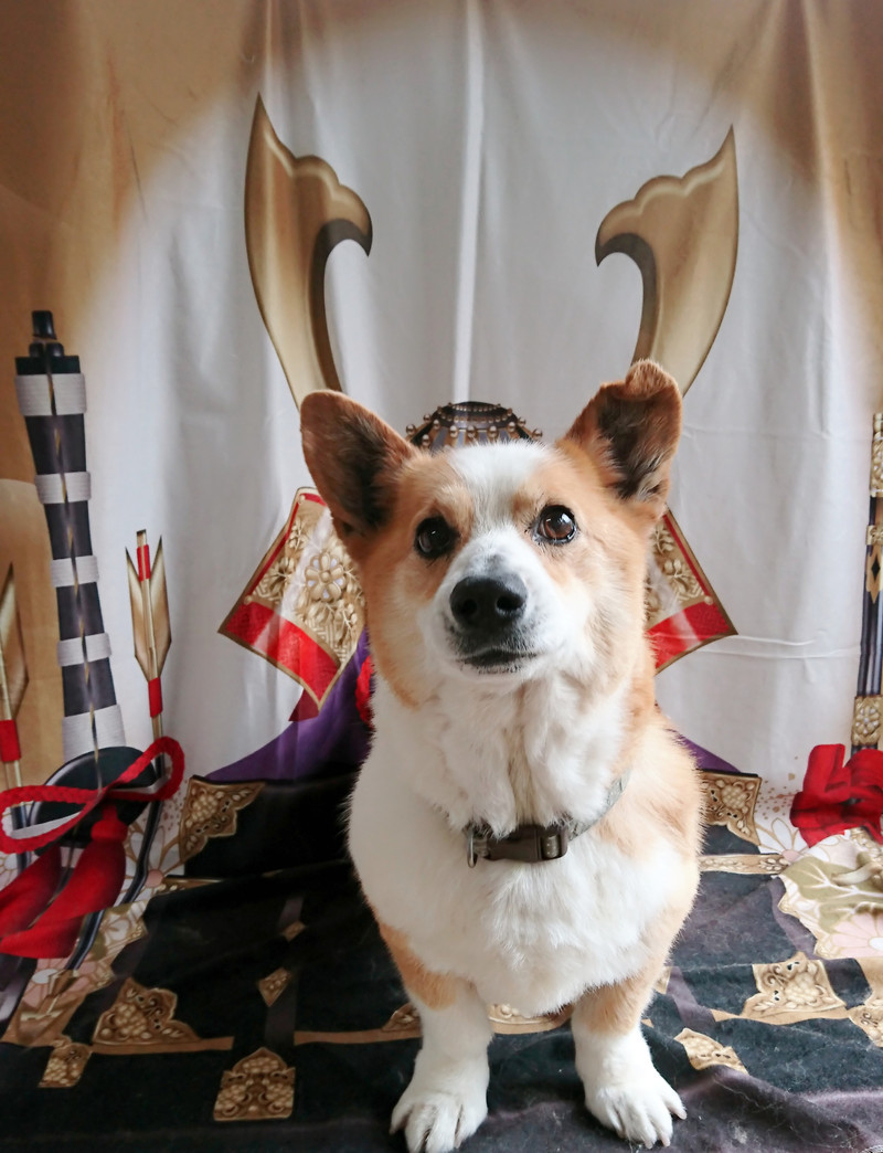 コーギーのロビーちゃん シャンプーコース