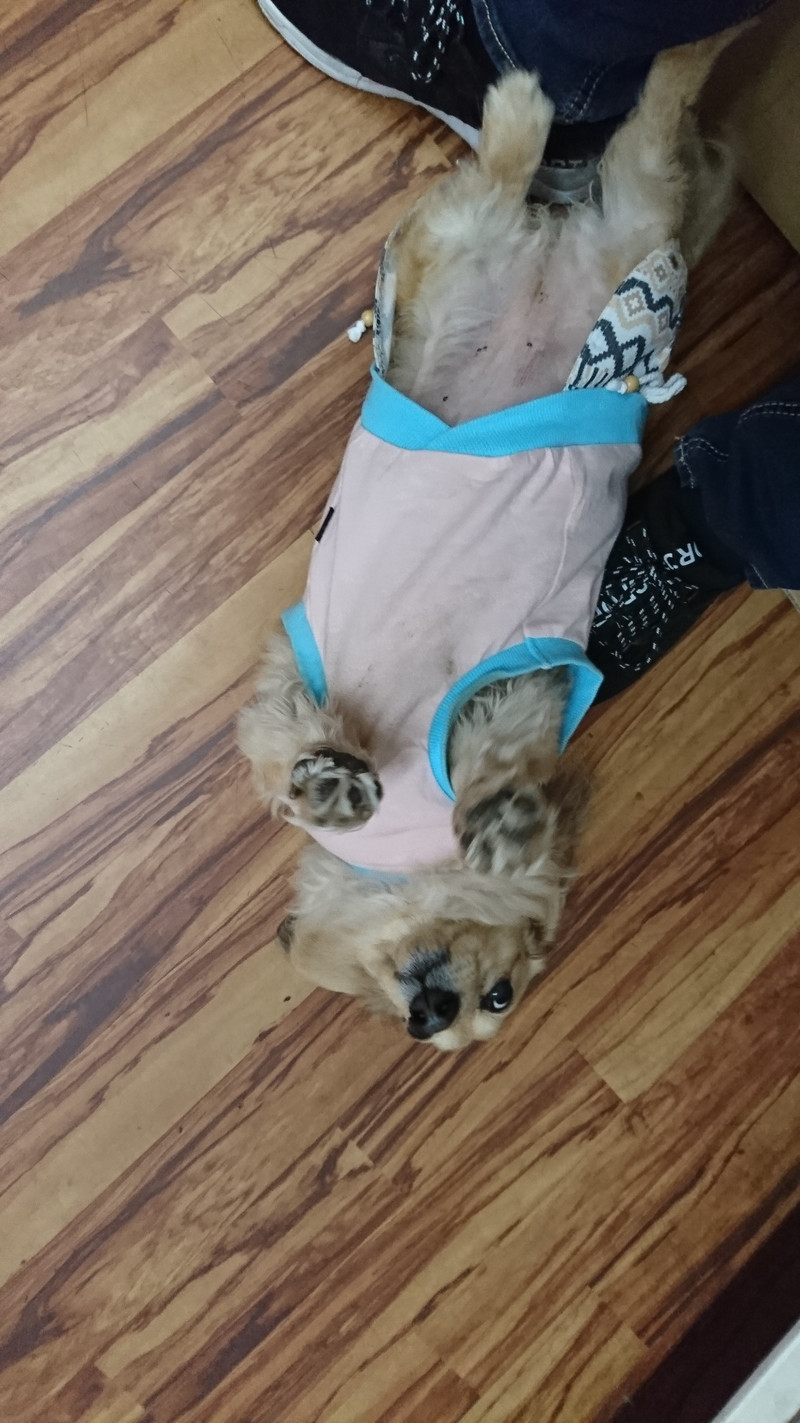 ダックスのチョコちゃん お泊まりの様子