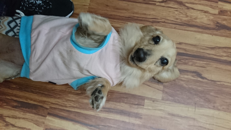 ダックスのチョコちゃん お泊まりの様子