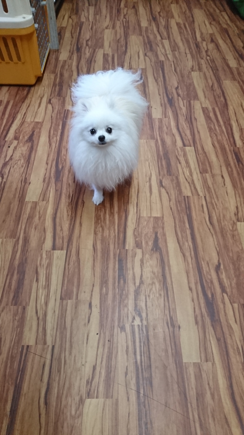 ポメラニアンのルルちゃん お泊まりの様子