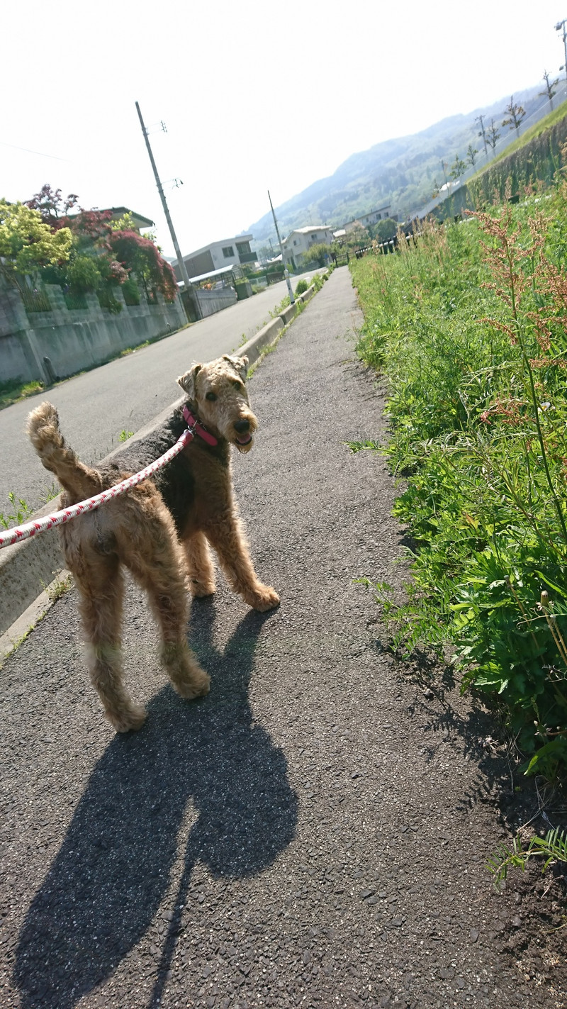 エアデールテリアのエヴリンちゃん お泊まりの様子