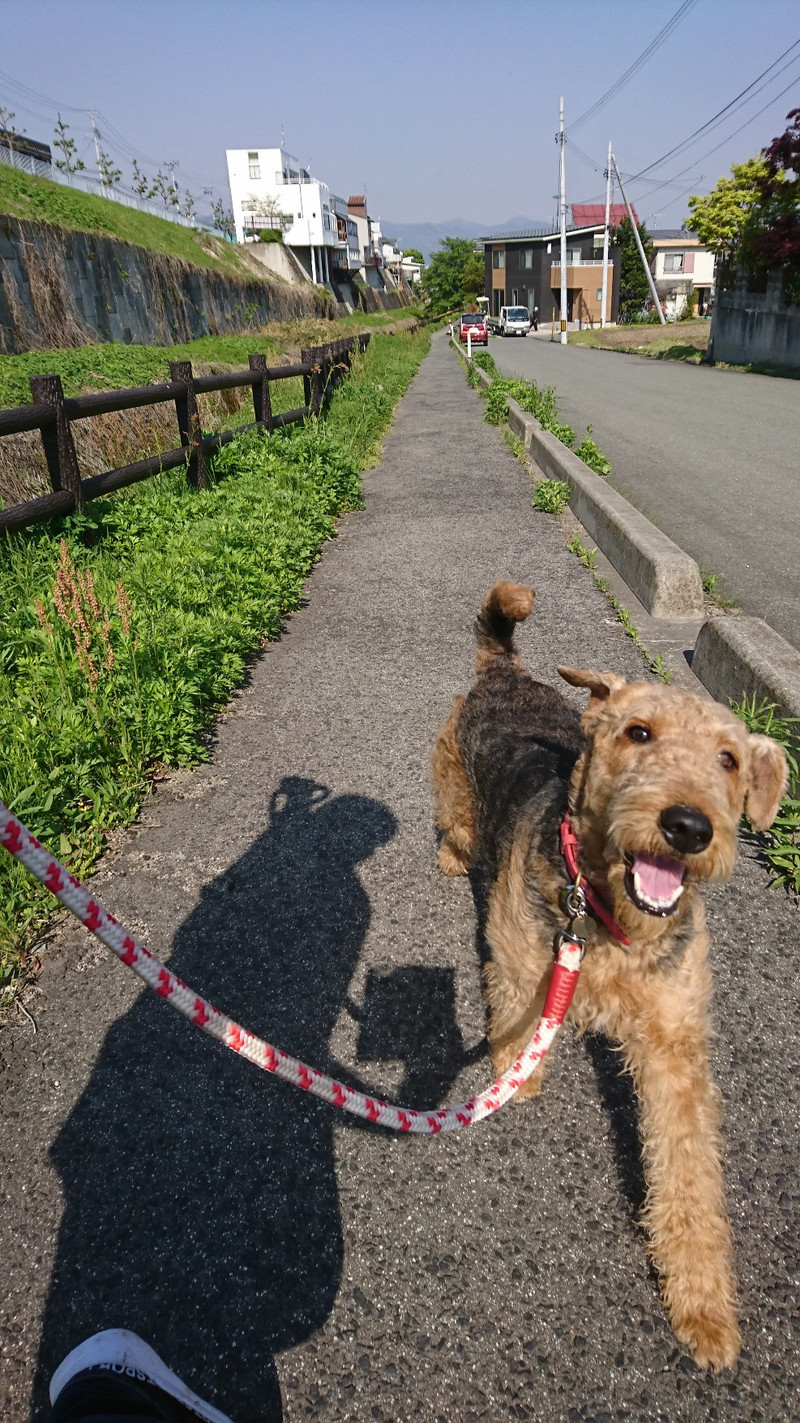エアデールテリアのエヴリンちゃん お泊まりの様子