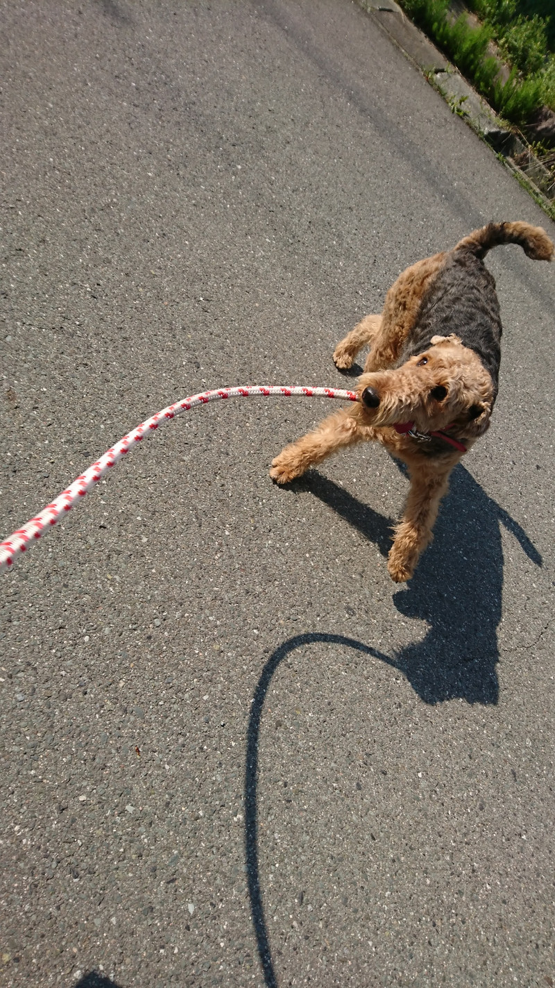 エアデールテリアのエヴリンちゃん お泊まりの様子