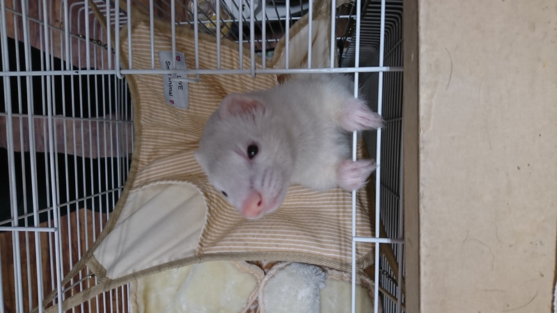 フェレットの梅雨ちゃん お泊まりの様子